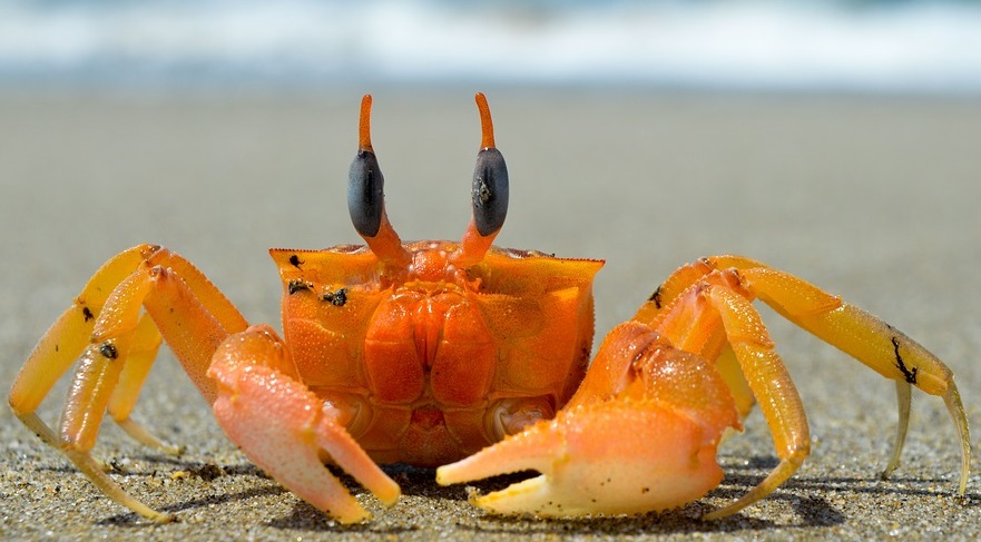 A new relationship with an invasive freshwater crayfish